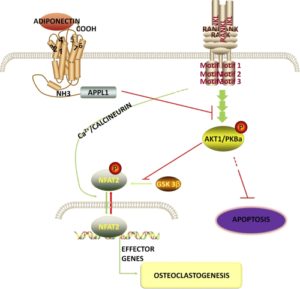 akt1-pathway