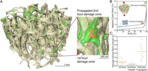 microcracks